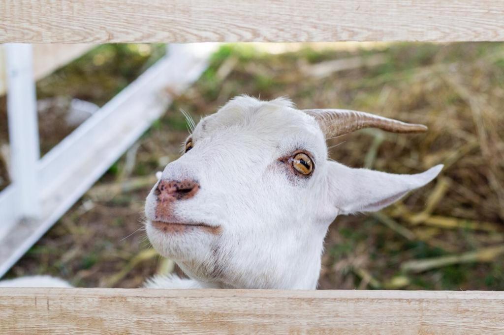 Hotel - Granja De Animales San Basilio De Palenque San Basilio del Palenque Dış mekan fotoğraf