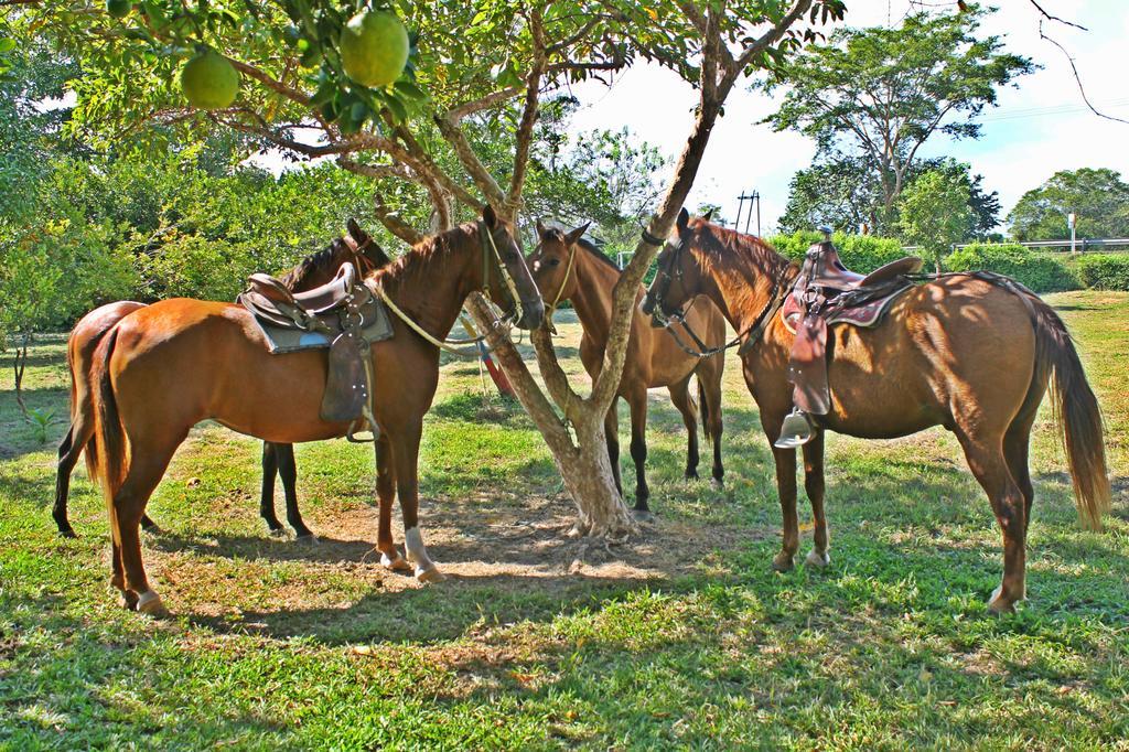 Hotel - Granja De Animales San Basilio De Palenque San Basilio del Palenque Dış mekan fotoğraf